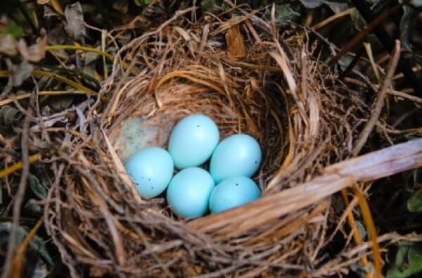 Huevos azules en un nido