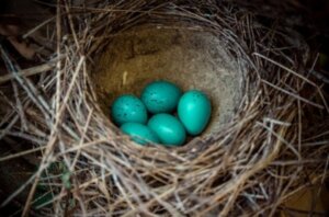 ¿Sabes por qué los huevos del pájaro Robín son azules?