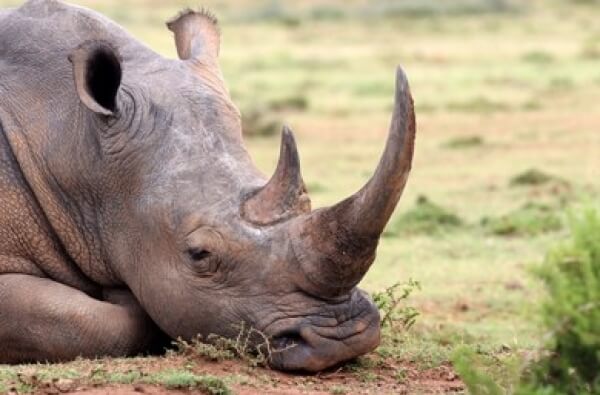 Rinoceronte descansando