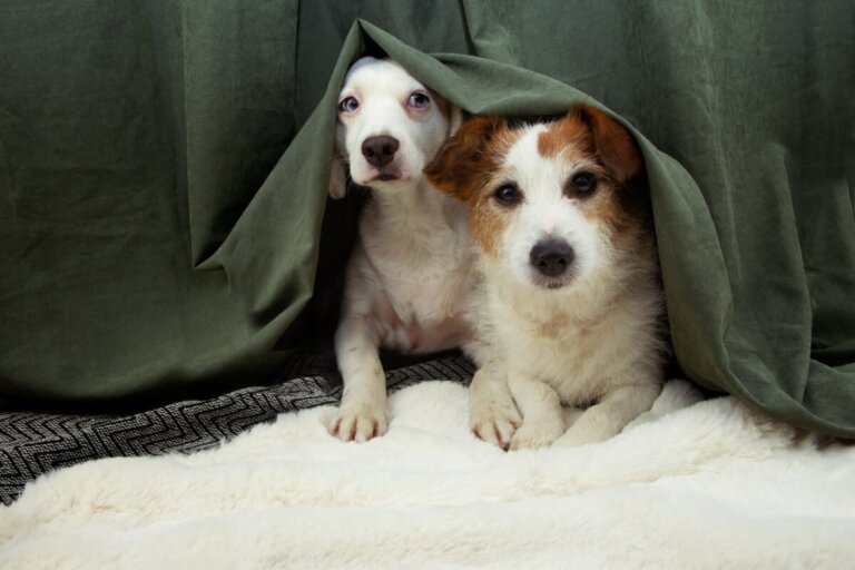 Tindog, la aplicación para buscar pareja a tu perro