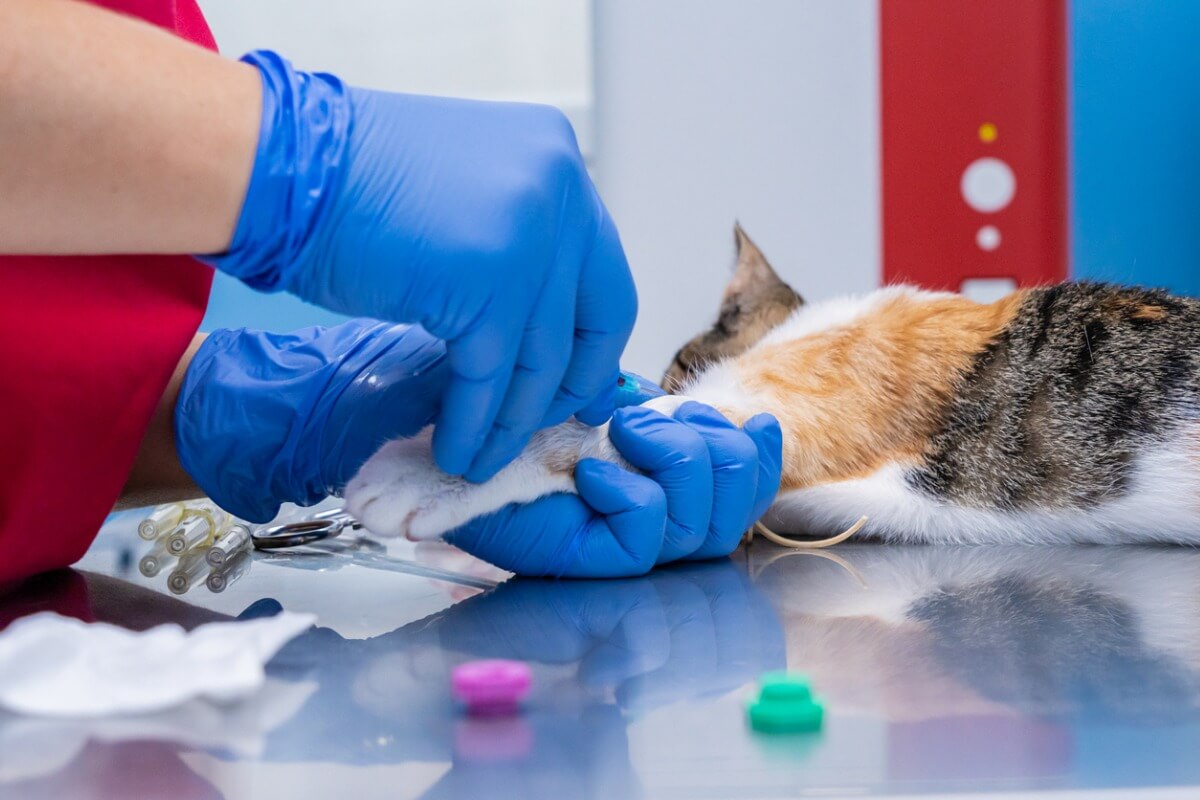 Un ejemplo de un análisis de sangre en gatos.