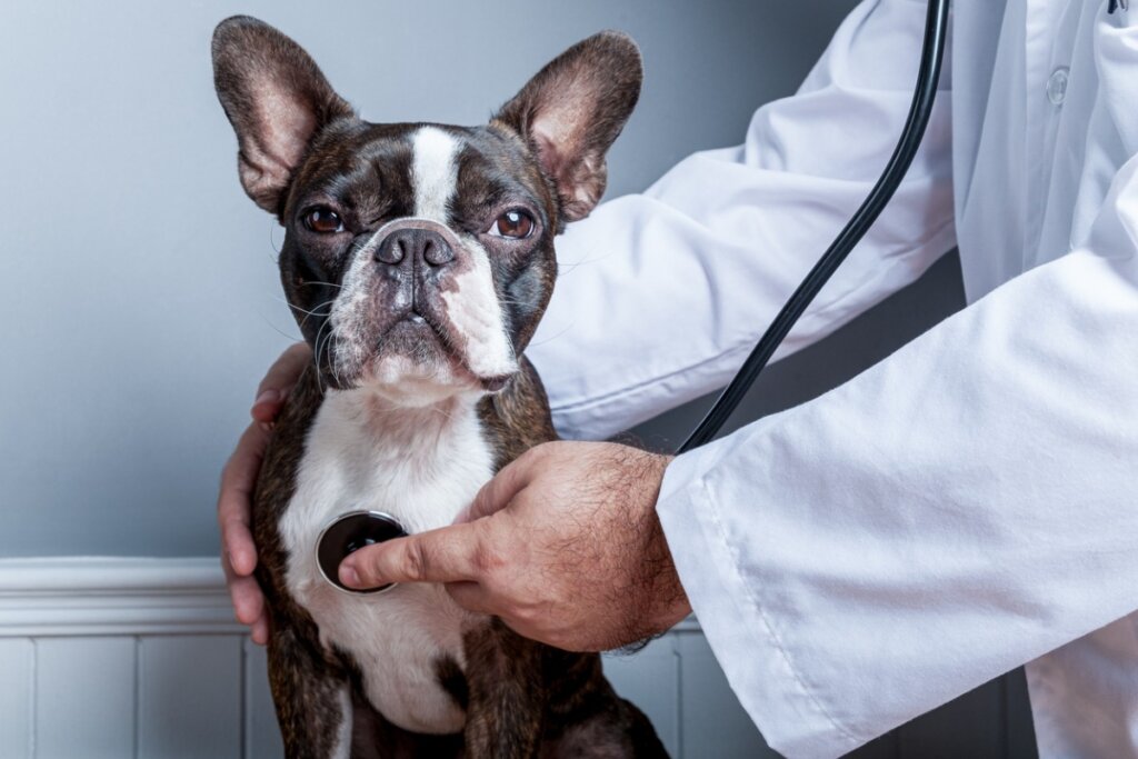 traqueal en perros: síntomas y tratamiento - Mis