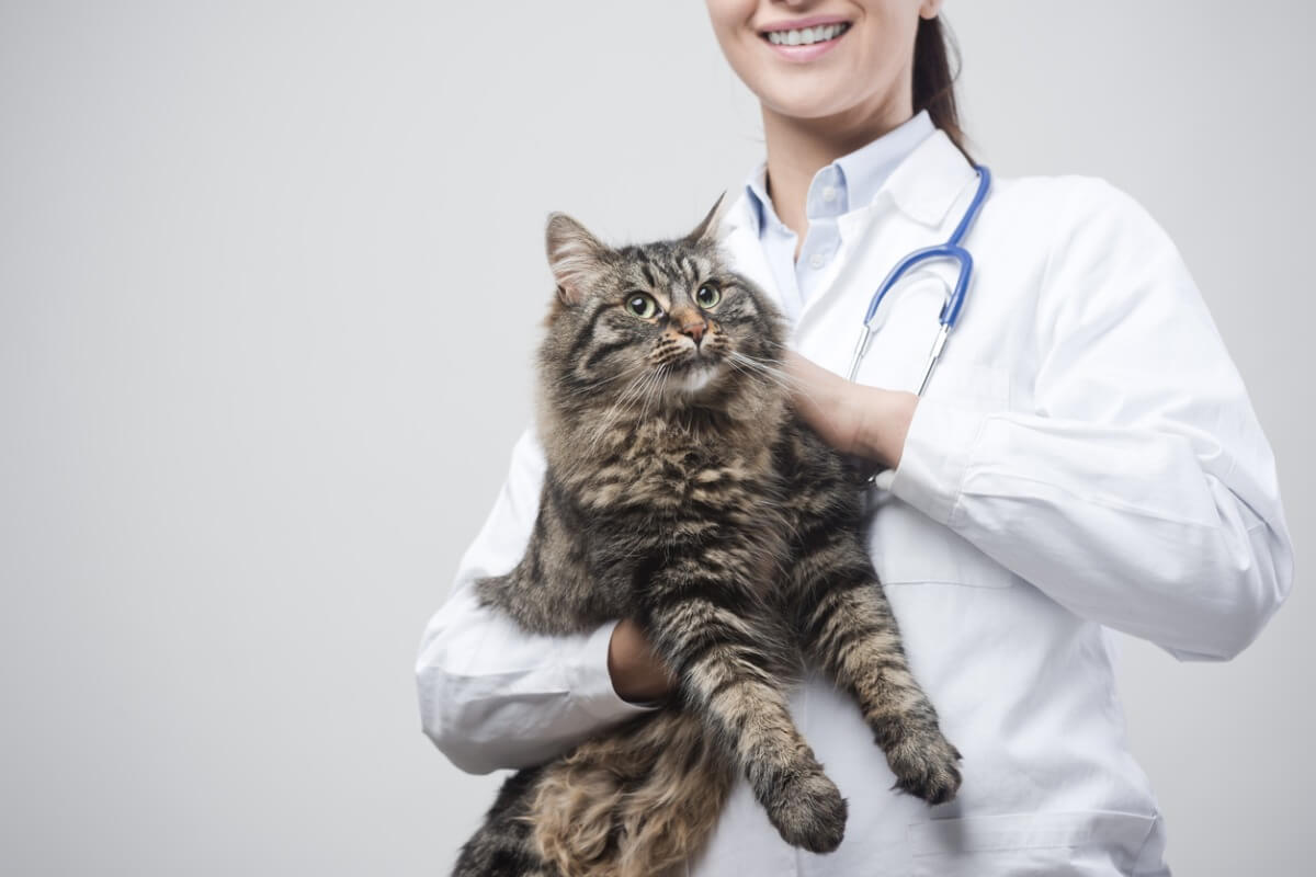elinde kediyi tutan veteriner kadın