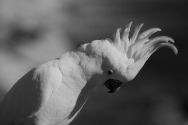 Estrés en pájaros domésticos: causas, síntomas y soluciones