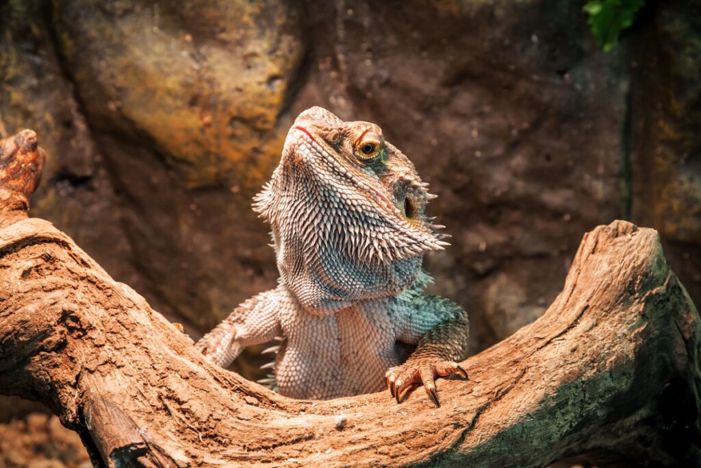 Un ejemplo de la hipotermia en reptiles.