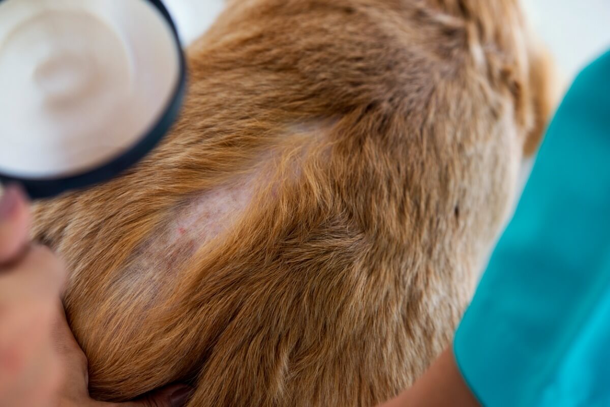 Un ejemplo del ketoconazol en perros.
