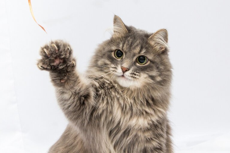 La importancia de las uñas en los gatos