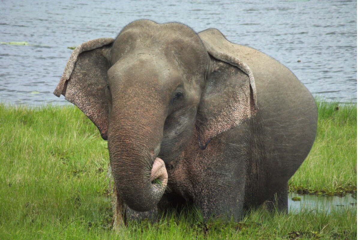 Elefant graviditet.