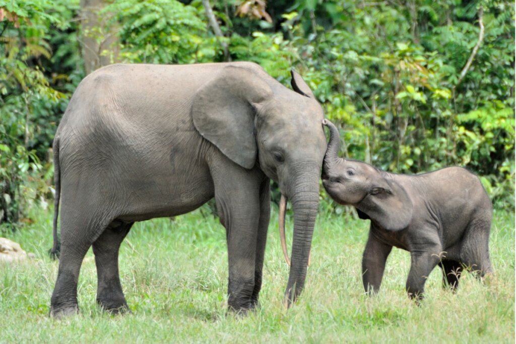 ¿Cuánto dura el embarazo de un elefante?