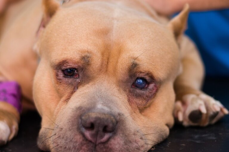 Entropión en perros: causas, síntomas y tratamiento