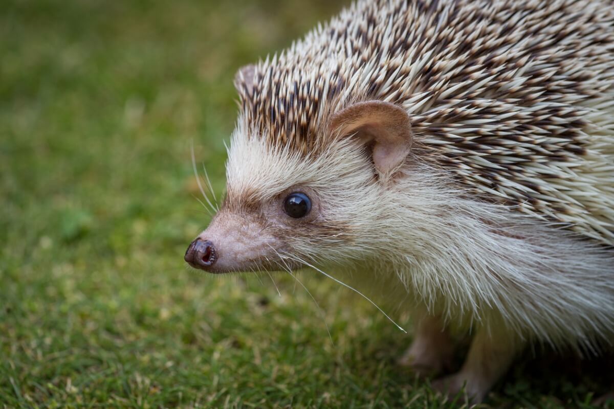An African hedgehog.
