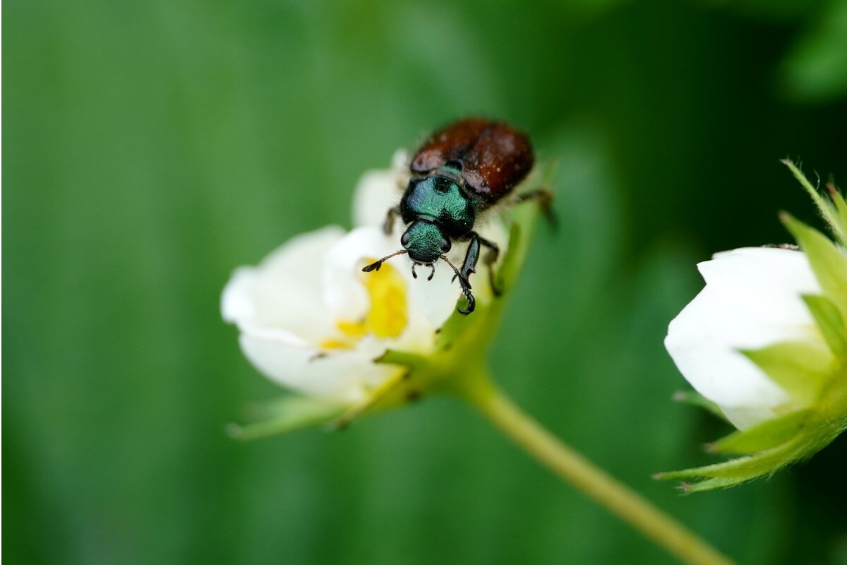 Un escarabajo fitófago sobre una hoja.