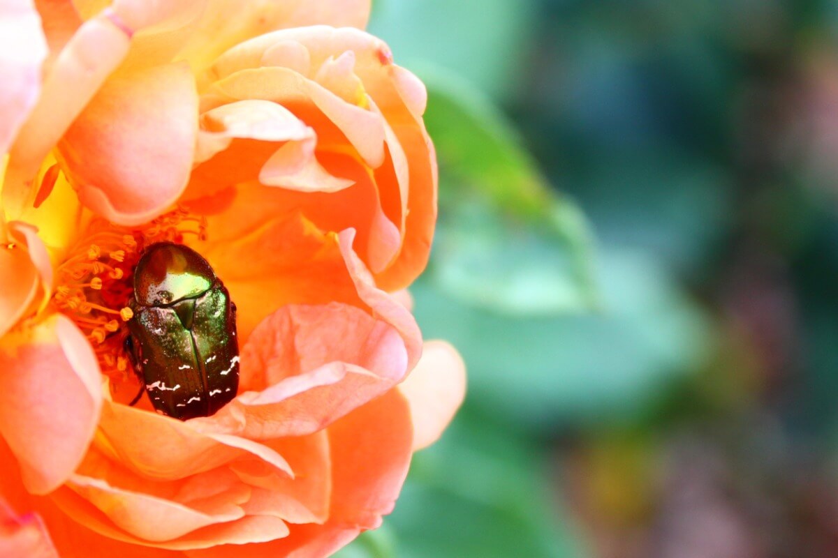 ¿Qué comen los escarabajos que se alimentan de flores?