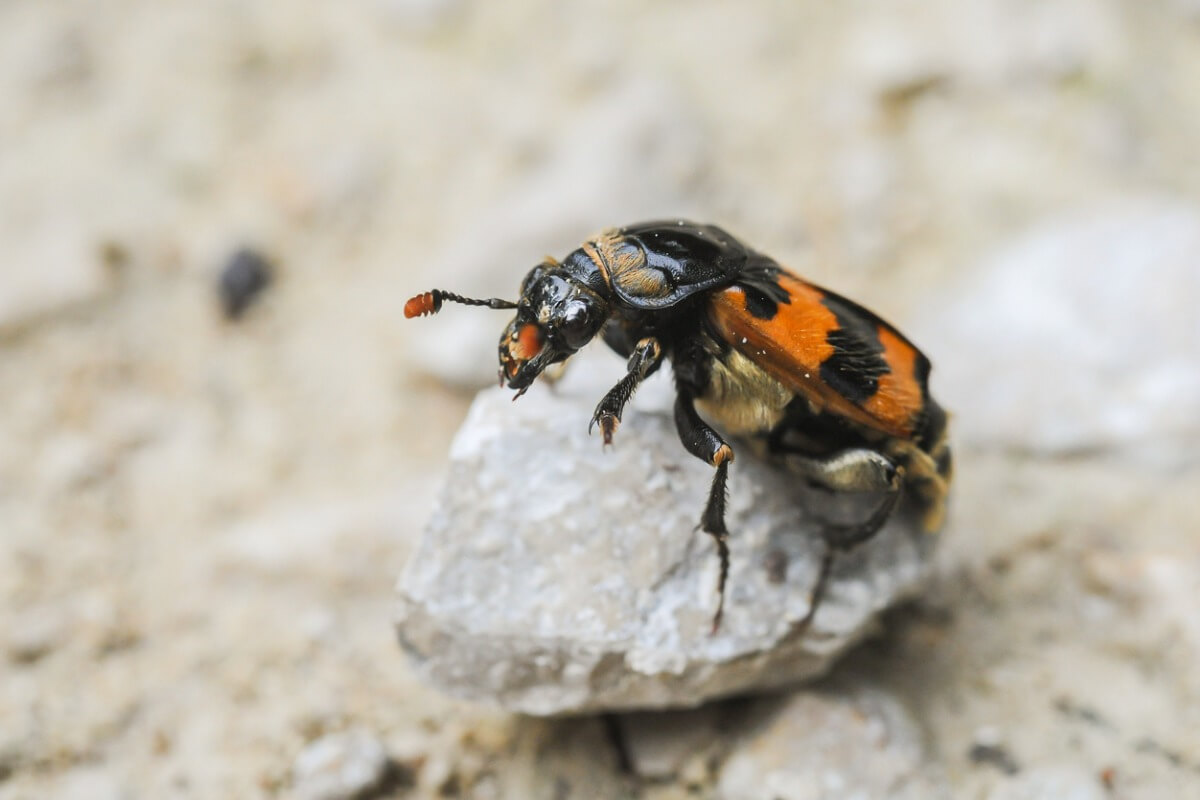 El método de los escarabajos para proteger su comida
