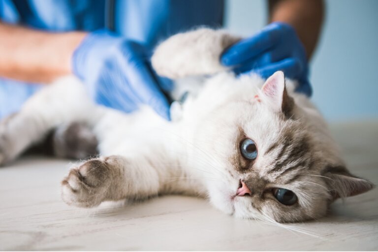 Gastrinoma en gatos: causas, síntomas y tratamientos