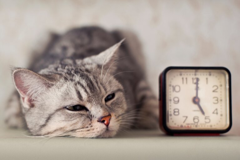 ¿Cómo adiestrar a un gato para que duerma en la noche?
