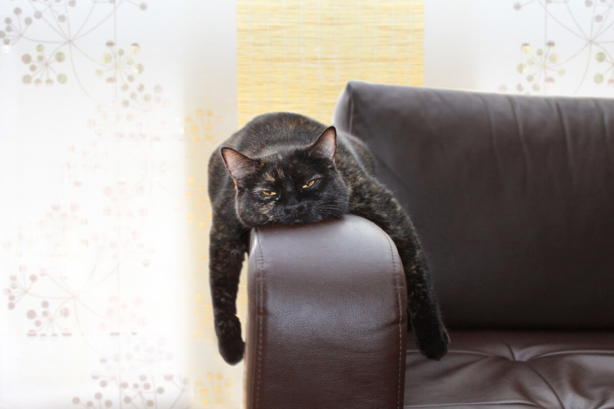 Um gato entediado no sofá.