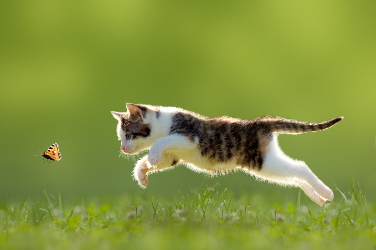 ¿A qué edad los gatos aprenden a cazar ratones?