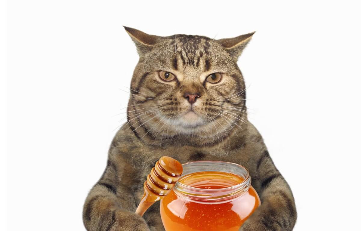 ¿Es buena la miel para los gatos?