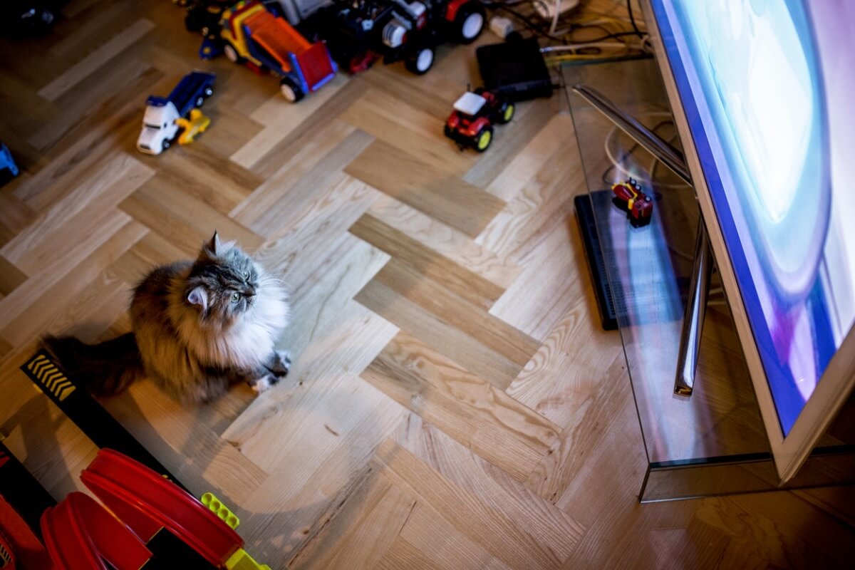 Warum sieht meine Katze anscheinend gerne fern?