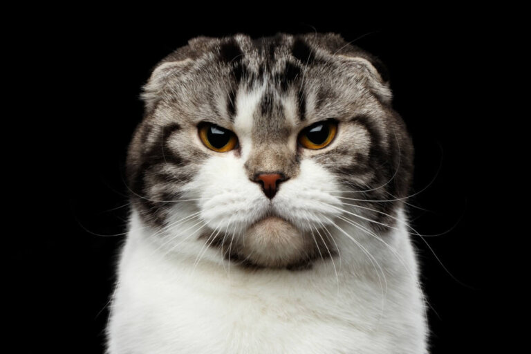 A mi gato no le gusta que le toquen las patas: ¿por qué?