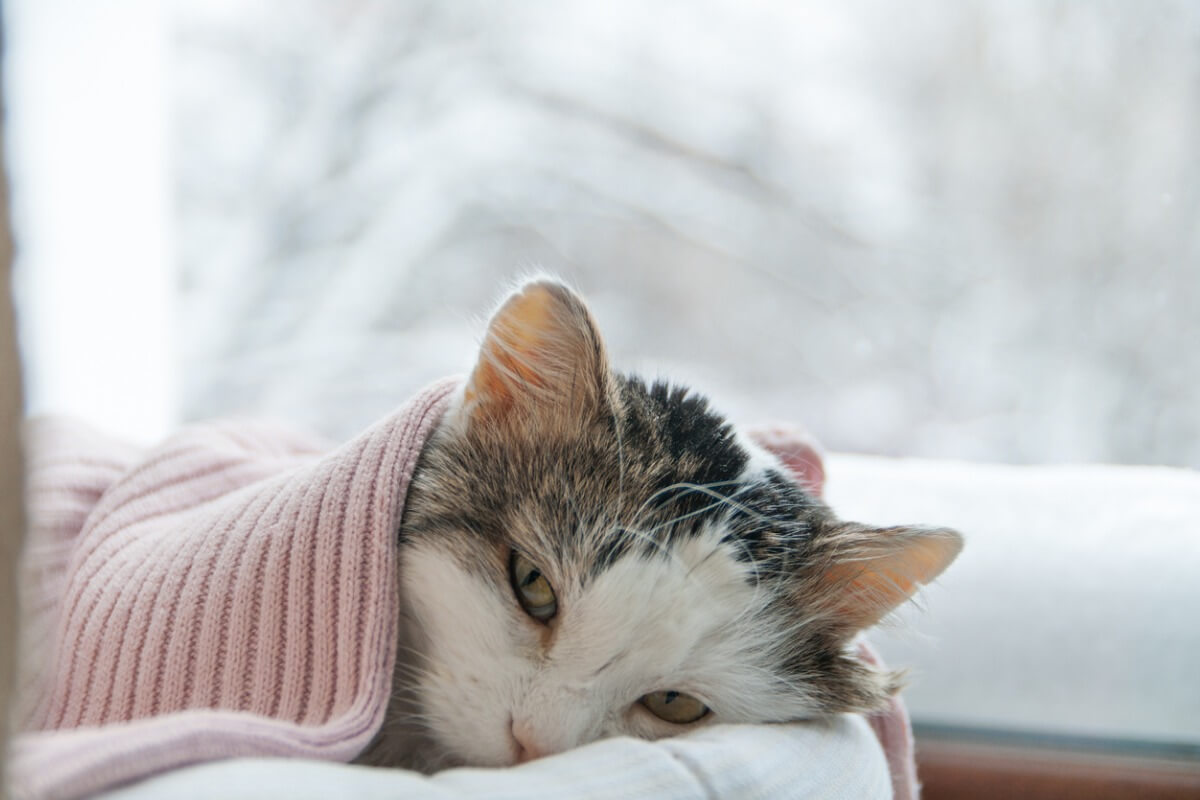 Hasta bir kedi yatıyor