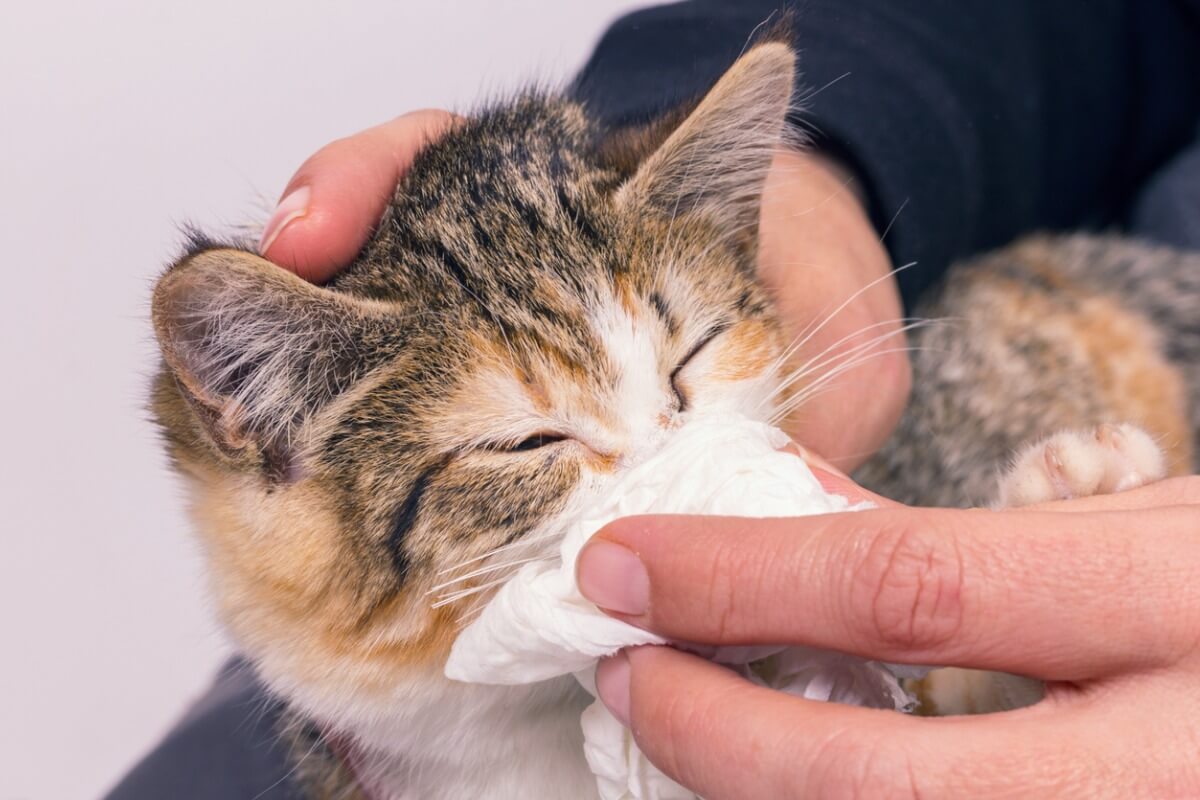 A cat with treatment.