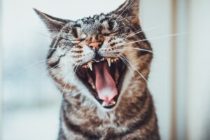 ¿Cuándo salen los dientes de los gatos?