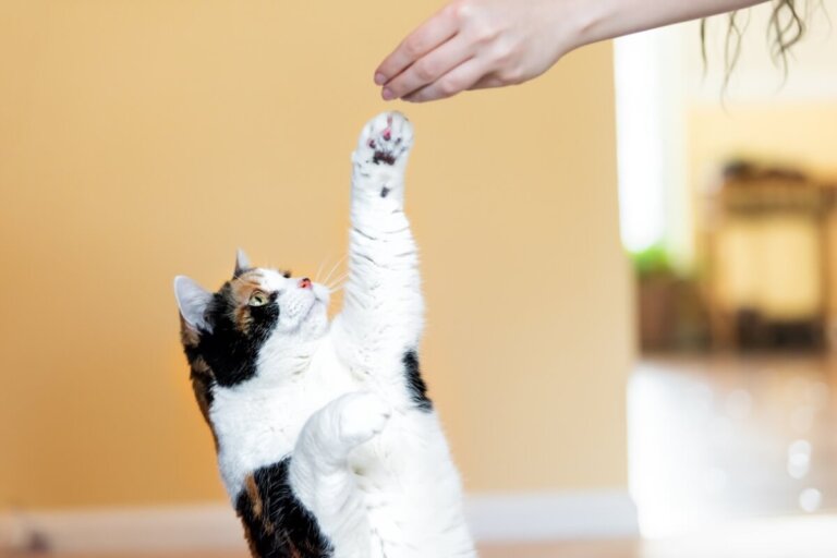 7 errores al educar a tu gato