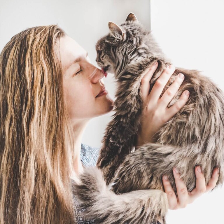 ¿Por qué mi gato frota su cara contra la mía?