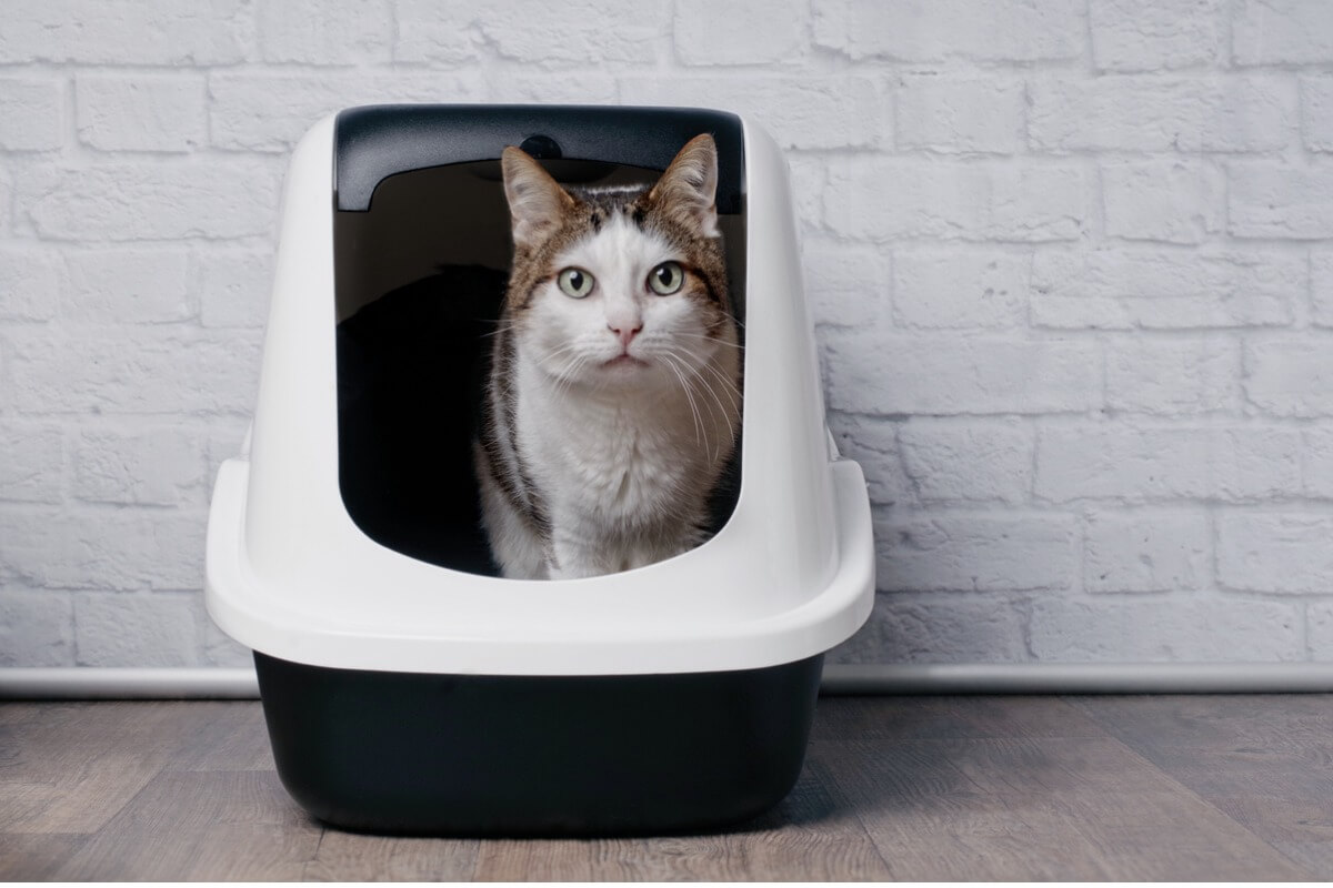 A cat in litter box.