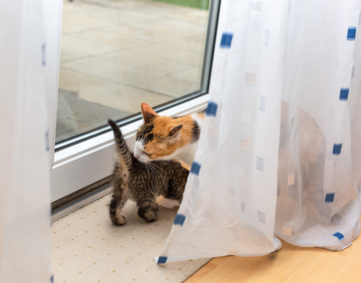 Un gatto annusa il sedere di un gattino.