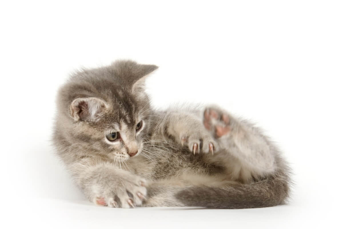 Um gato cheirando seu ânus em um fundo branco.