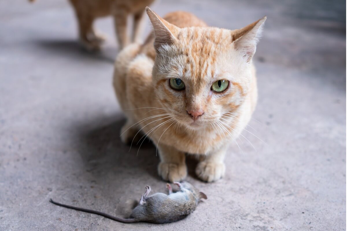 ¿Por qué tu gato te lleva animales muertos?