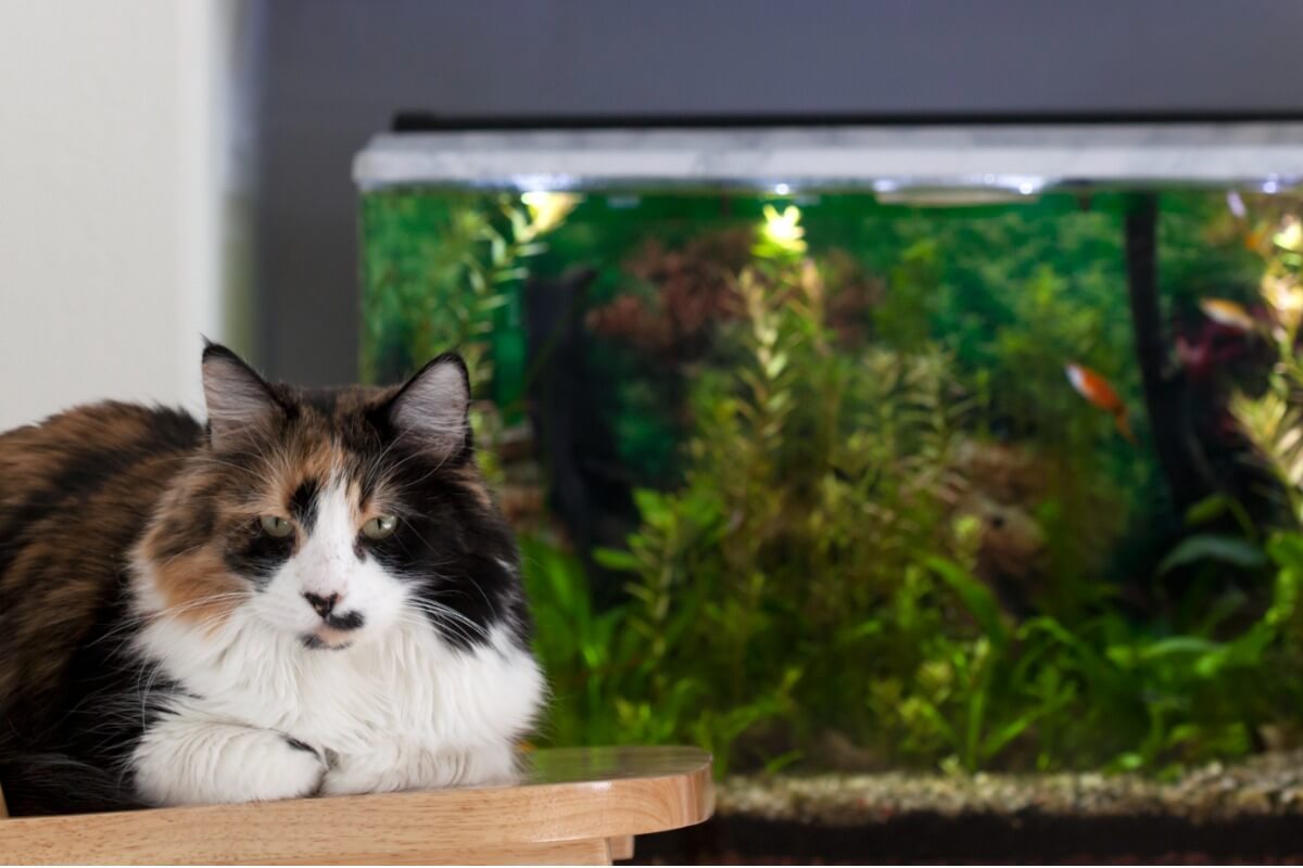 Chat près d'un aquarium.