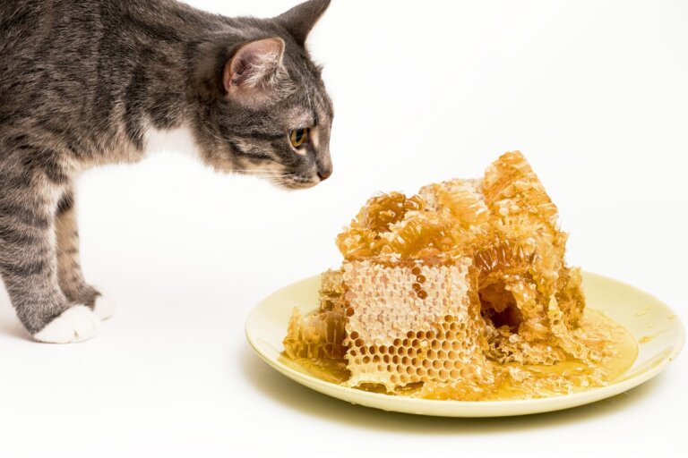 ¿La miel es buena para gatos?