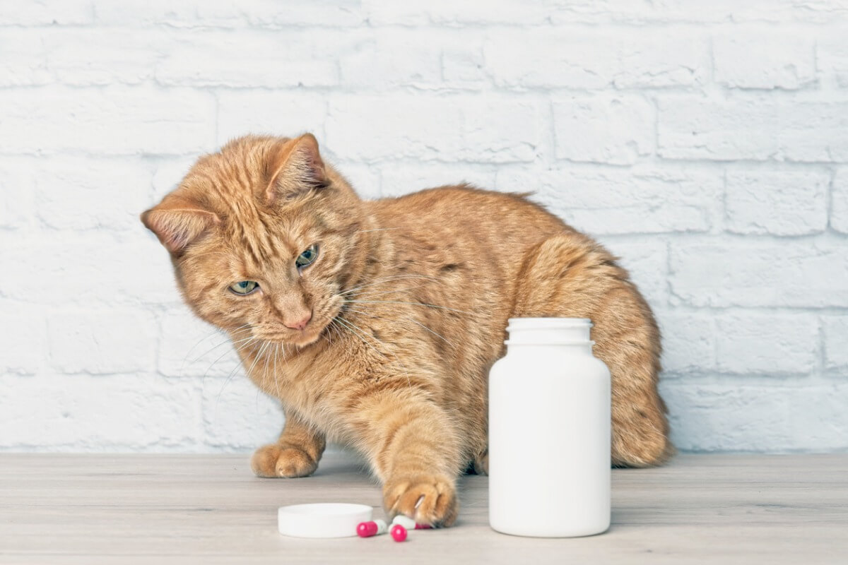 El paracetamol tóxico para los gatos? - Mis