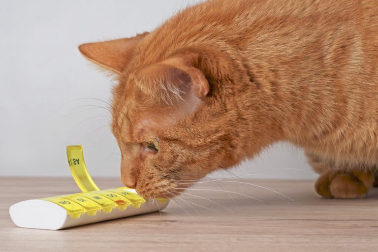 Dexametasona en gatos: usos, dosis y efectos secundarios
