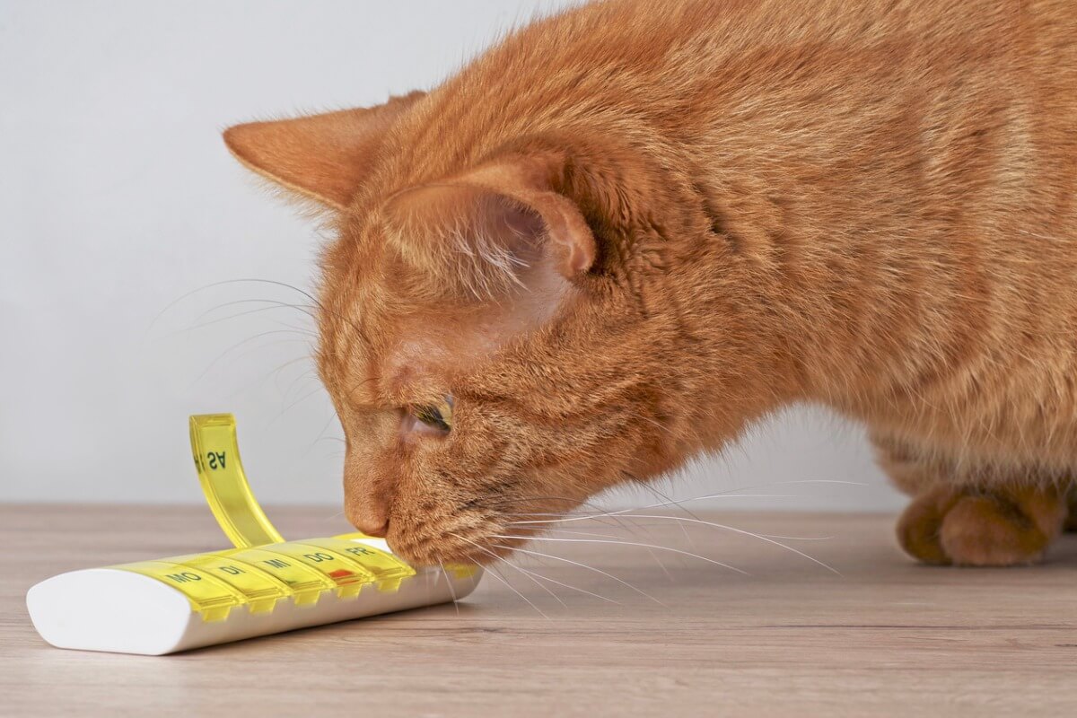 La dexametasona en gatos tiene muchos usos.