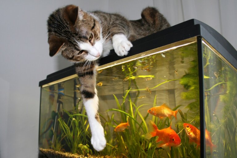 ¿Pueden los gatos convivir con peces?