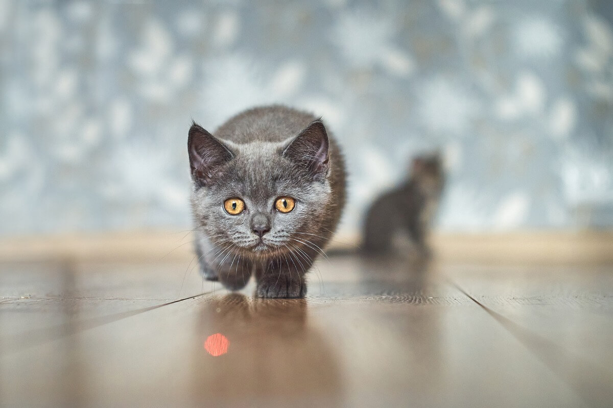 Un gato que perisgue un puntero láser. 