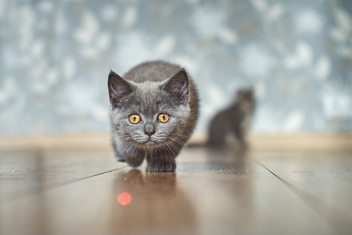 Katze bringt tote Tiere