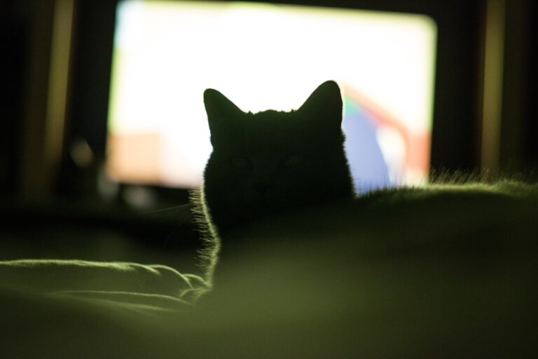 ¿Por qué a mi gato le gusta ver televisión?