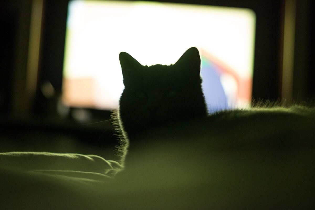 Gato tv hormigas en video de pantalla para gatos 4k video 