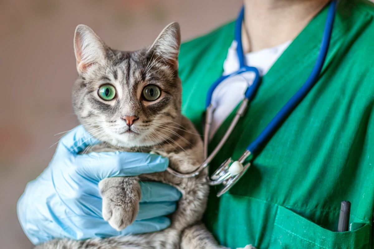 A cat with a vet.
