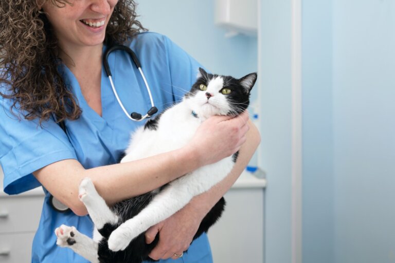 Abscesos en gatos: causas, síntomas y tratamiento