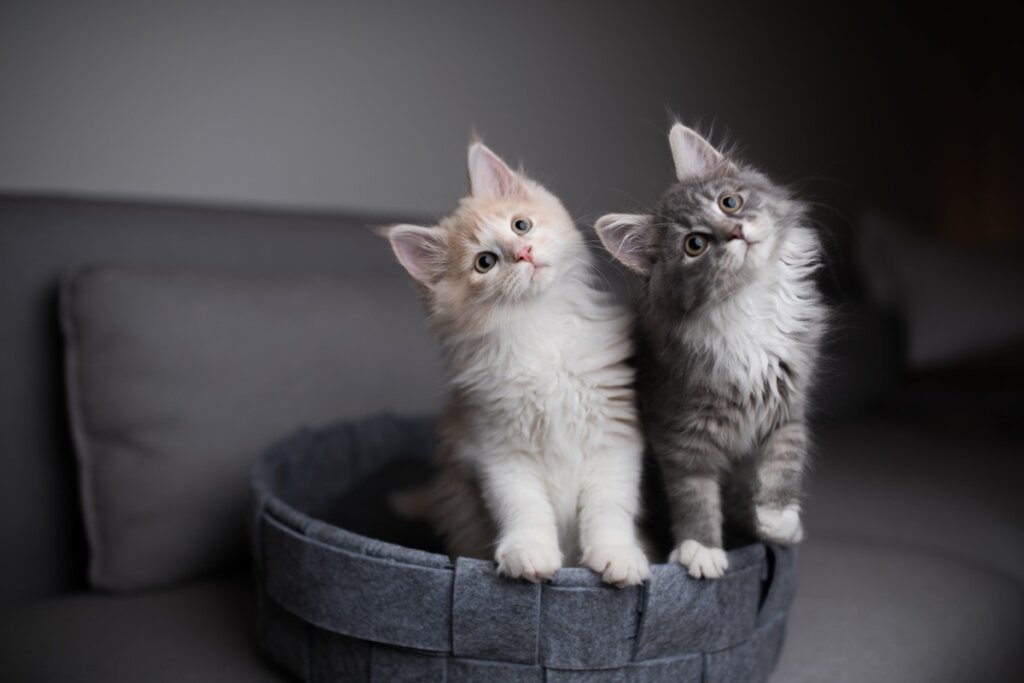 Dos gatos bebés en una cama.