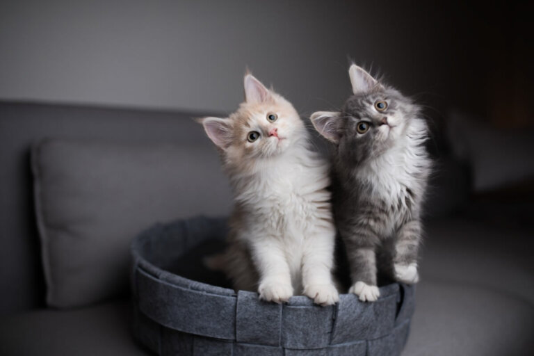 13 cualidades de los gatos