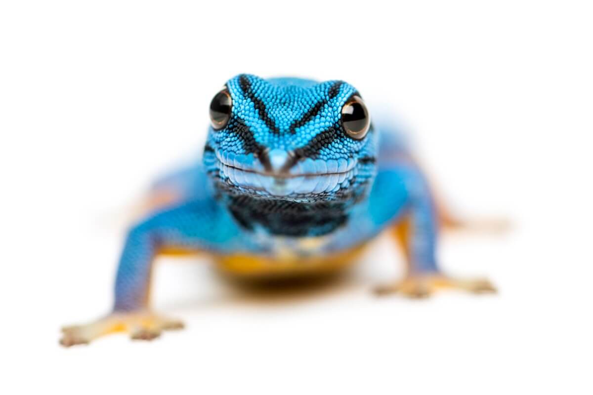 En blå gekko.