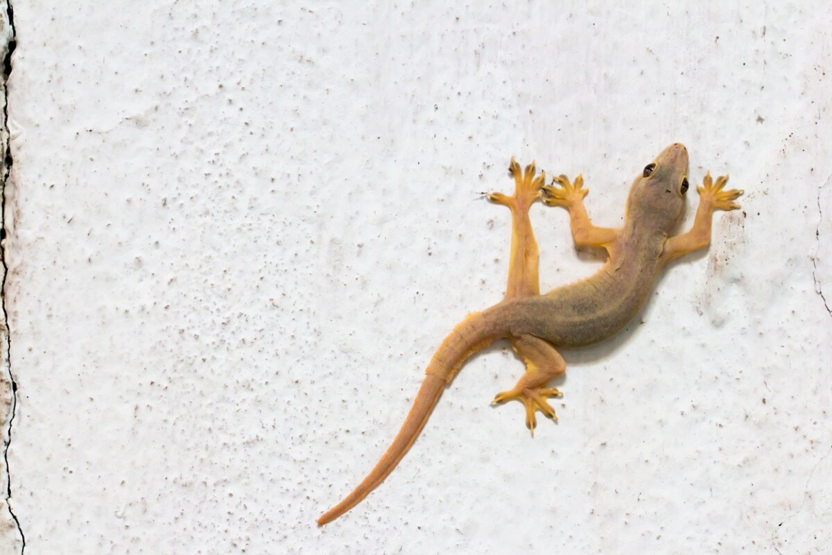Uno de los tipos de geckos.